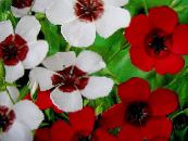Dārza Ziedi Koši Lini, Sarkana Linu, Ziedošs Linu, Linum grandiflorum foto, raksturlielumi balts