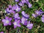 les fleurs du jardin Linum Pérenne photo, les caractéristiques lilas