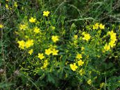 Градински цветове Linum Многогодишно снимка, характеристики жълт