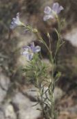 庭の花 アマの多年草, Linum フォト, 特性 ホワイト
