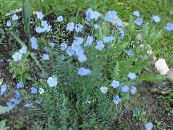 Градински цветове Linum Многогодишно снимка, характеристики светло синьо