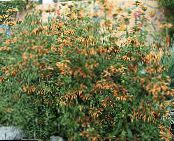 Bahçe çiçekleri Aslan Kulağı, Aslan Kuyruğu, Yaban Dagga, Leonotis leonurus fotoğraf, özellikleri turuncu