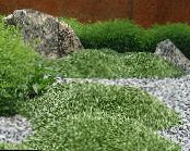 Trädgårdsblommor Azorella, Azorella Compacta foto, egenskaper grön