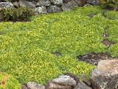 Gradina Flori Azorella, Yareta fotografie, caracteristici verde