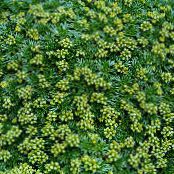 Ogrodowe Kwiaty Azorella zdjęcie, charakterystyka zielony