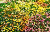 les fleurs du jardin Étoiles Faux Bébé, Leptosiphon photo, les caractéristiques jaune