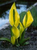 Градински цветове Жълто Скункс Зеле, Lysichiton снимка, характеристики жълт