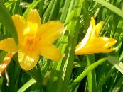 Záhradné kvety Daylily, Hemerocallis fotografie, vlastnosti oranžový