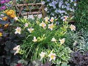 ბაღის ყვავილები Daylily, Hemerocallis ფოტო, მახასიათებლები ვარდისფერი