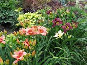 ბაღის ყვავილები Daylily, Hemerocallis ფოტო, მახასიათებლები შინდისფერი