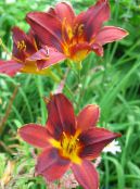 ბაღის ყვავილები Daylily, Hemerocallis ფოტო, მახასიათებლები წითელი