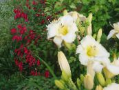 ბაღის ყვავილები Daylily, Hemerocallis ფოტო, მახასიათებლები თეთრი