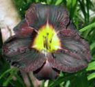 Daylily (Hemerocallis) dubh, saintréithe, grianghraf