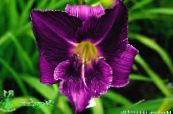 Garden Flowers Daylily, Hemerocallis photo, characteristics purple