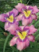 Градински цветове Daylily, Hemerocallis снимка, характеристики люляк