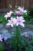 庭の花 ユリアジアティックハイブリッド, Lilium フォト, 特性 ライラック