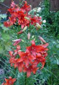 Ľalia Ázijského Hybridy (Lilium) červená, vlastnosti, fotografie