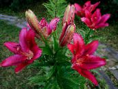 庭の花 ユリアジアティックハイブリッド, Lilium フォト, 特性 ブルゴーニュ