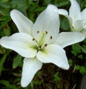 Lilja De Asiatiska Hybrider (Lilium) vit, egenskaper, foto