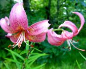 Sodo Gėlės Lelija Azijos Hibridai, Lilium nuotrauka, charakteristikos rožinis