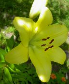 Tuin Bloemen Lelie Van De Aziatische Hybriden, Lilium foto, karakteristieken geel