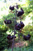 Puutarhakukat Martagon Lilja, Yhteinen Turk Hatussa Lilja, Lilium kuva, ominaisuudet musta