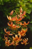 Puutarhakukat Martagon Lilja, Yhteinen Turk Hatussa Lilja, Lilium kuva, ominaisuudet oranssi