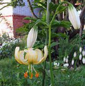 Puutarhakukat Martagon Lilja, Yhteinen Turk Hatussa Lilja, Lilium kuva, ominaisuudet keltainen