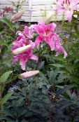 Oriental Lily (Lilium) pink, characteristics, photo