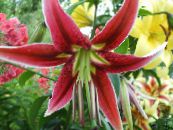 Sodo Gėlės Oriental Lily, Lilium nuotrauka, charakteristikos raudonas
