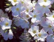 Büyük Çiçekli Floksa, Dağ Floksa, Kaliforniya Floksa