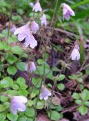Twinflower (Linnaea) roz, caracteristici, fotografie