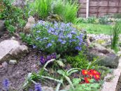 Hage Blomster Scrambling Gromwell, Lithospermum bilde, kjennetegn lyse blå