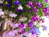 I fiori da giardino Lobelia Bordatura, Lobelia Annuale, Lobelia Finali foto, caratteristiche rosa