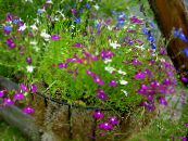 Vrtno Cvetje Overlock Lobelia, Letna Lobelia, Priklopnih Lobelia fotografija, značilnosti vijolična
