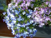 I fiori da giardino Lobelia Bordatura, Lobelia Annuale, Lobelia Finali foto, caratteristiche azzurro