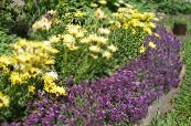 Градински цветове Сладки Alyssum, Сладко Алисън, Море Lobularia, Lobularia maritima снимка, характеристики виолетов