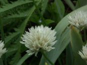 観賞用のタマネギ (Allium) ホワイト, 特性, フォト