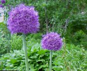 Prydnads Lök (Allium) violett, egenskaper, foto
