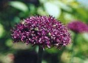 Градински цветове Декоративни Лук, Allium снимка, характеристики винен