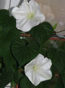 Lunotsvet (Ipomoea Alba) biały, charakterystyka, zdjęcie