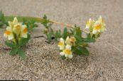 Linaria  jaune, les caractéristiques, photo