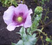 园林花卉 虞美人, Papaver 照片, 特点 紫丁香