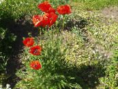 Kerti Virágok Keleti Mák, Papaver orientale fénykép, jellemzők piros