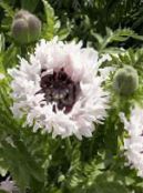 Flores de jardín Amapola Oriental, Papaver orientale foto, características blanco