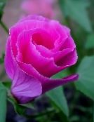 les fleurs du jardin Malope, Malope trifida photo, les caractéristiques rose