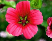 ბაღის ყვავილები Malope, Malope trifida ფოტო, მახასიათებლები წითელი