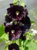 Trädgårdsblommor Stockros, Alcea rosea foto, egenskaper svart