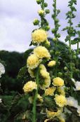 Tuin Bloemen Stokroos, Alcea rosea foto, karakteristieken geel