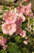 Λουλούδια κήπου Hollyhock, Alcea rosea φωτογραφία, χαρακτηριστικά ροζ